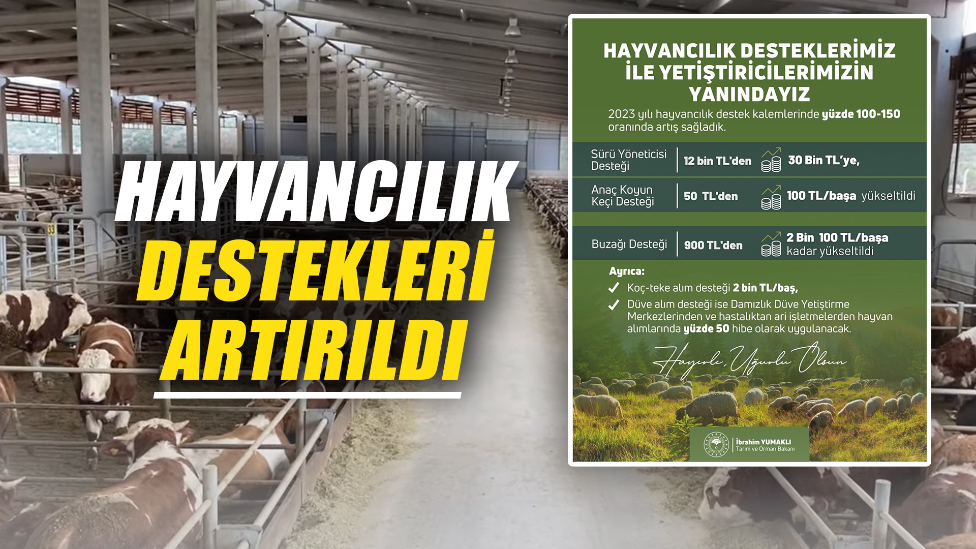 Hayvancılık destekleri artırıldı