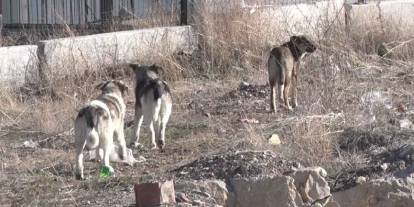 Sokak köpekleri kadına saldırdı!